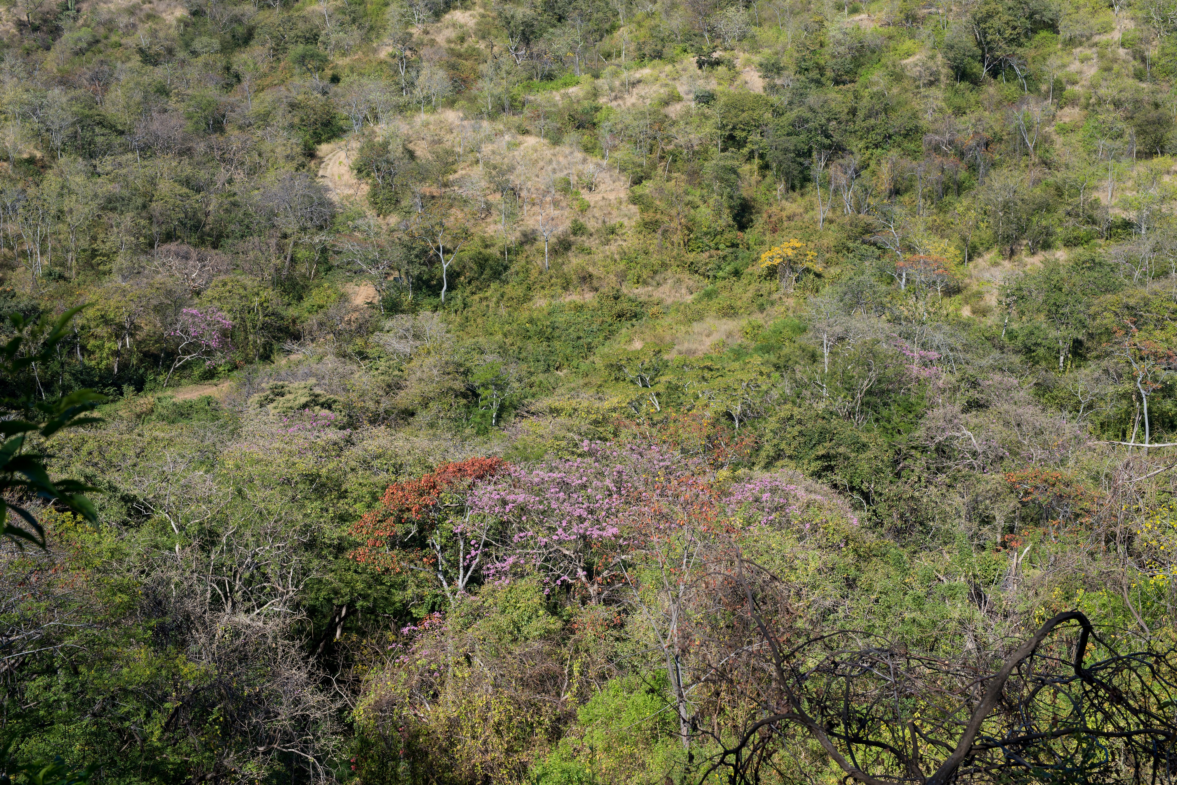 Blooming Trees in the Reserve