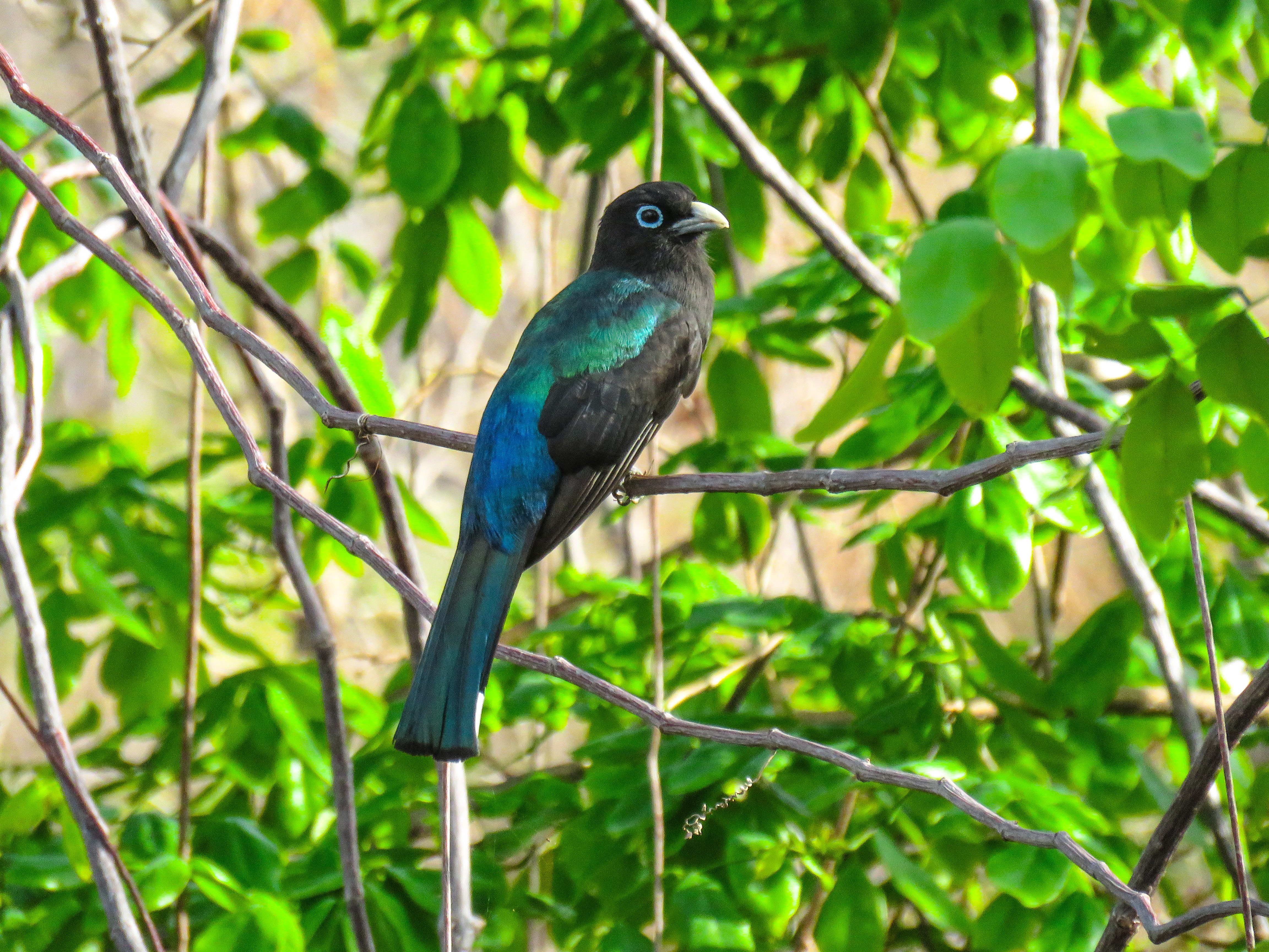 C Black Headed Trogon 1