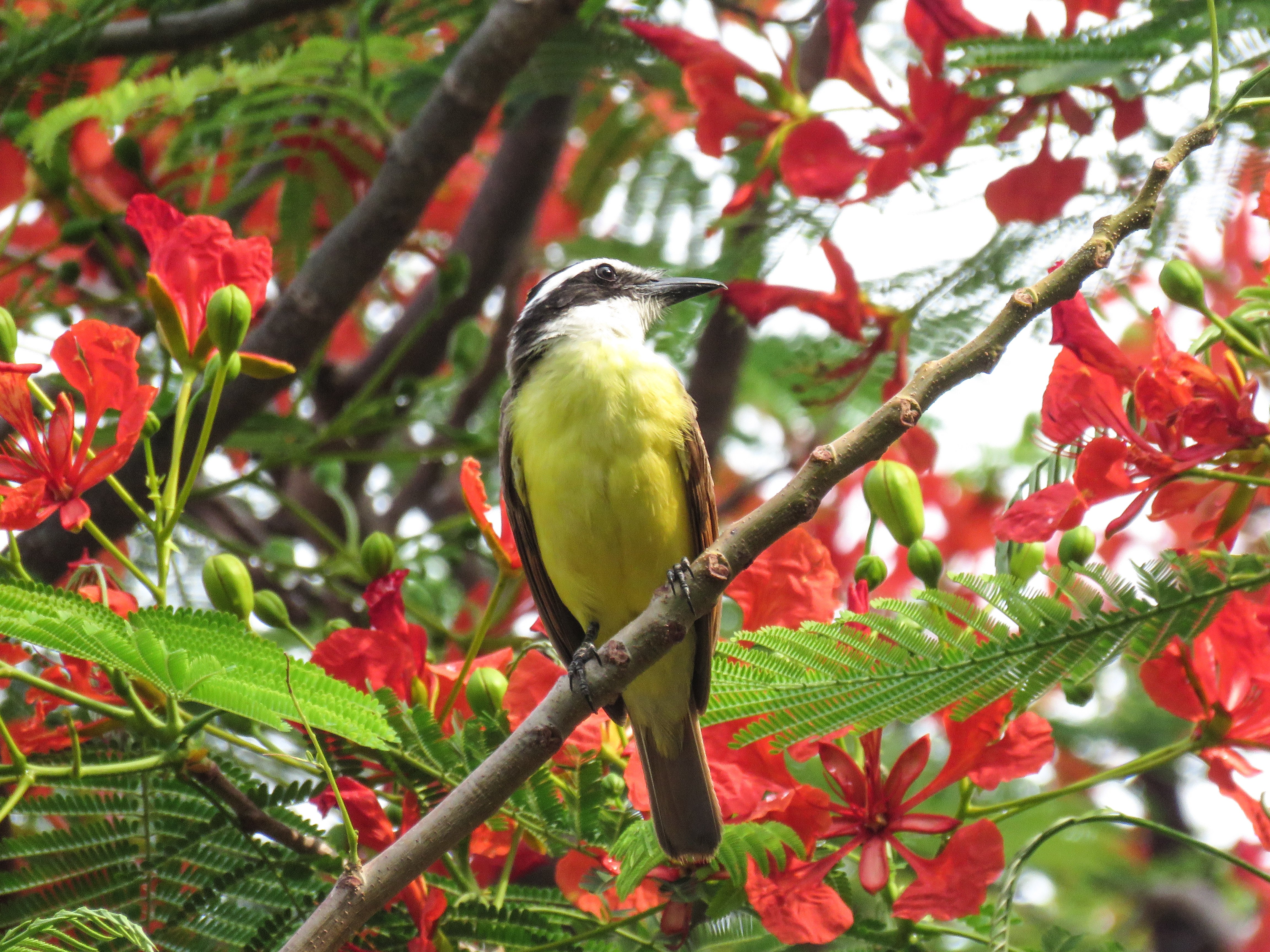 C Great Kiskadee 1