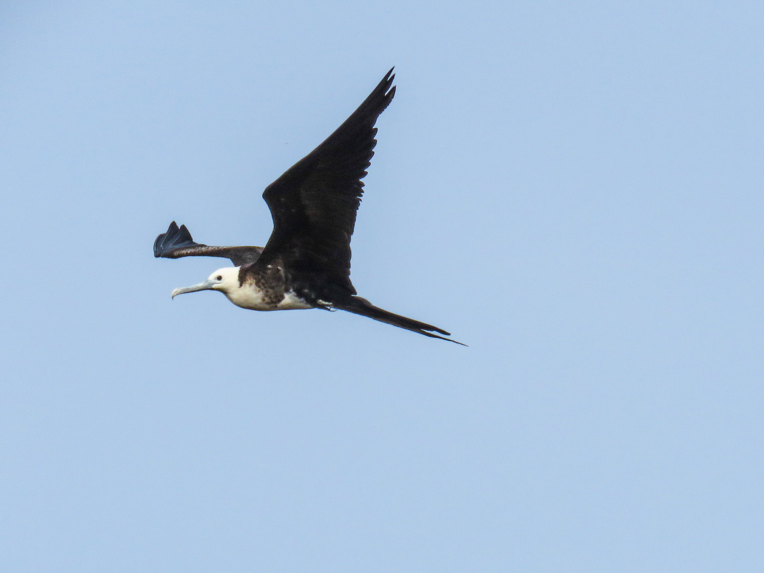 C Magnificent Frigate Bird 2 (1)