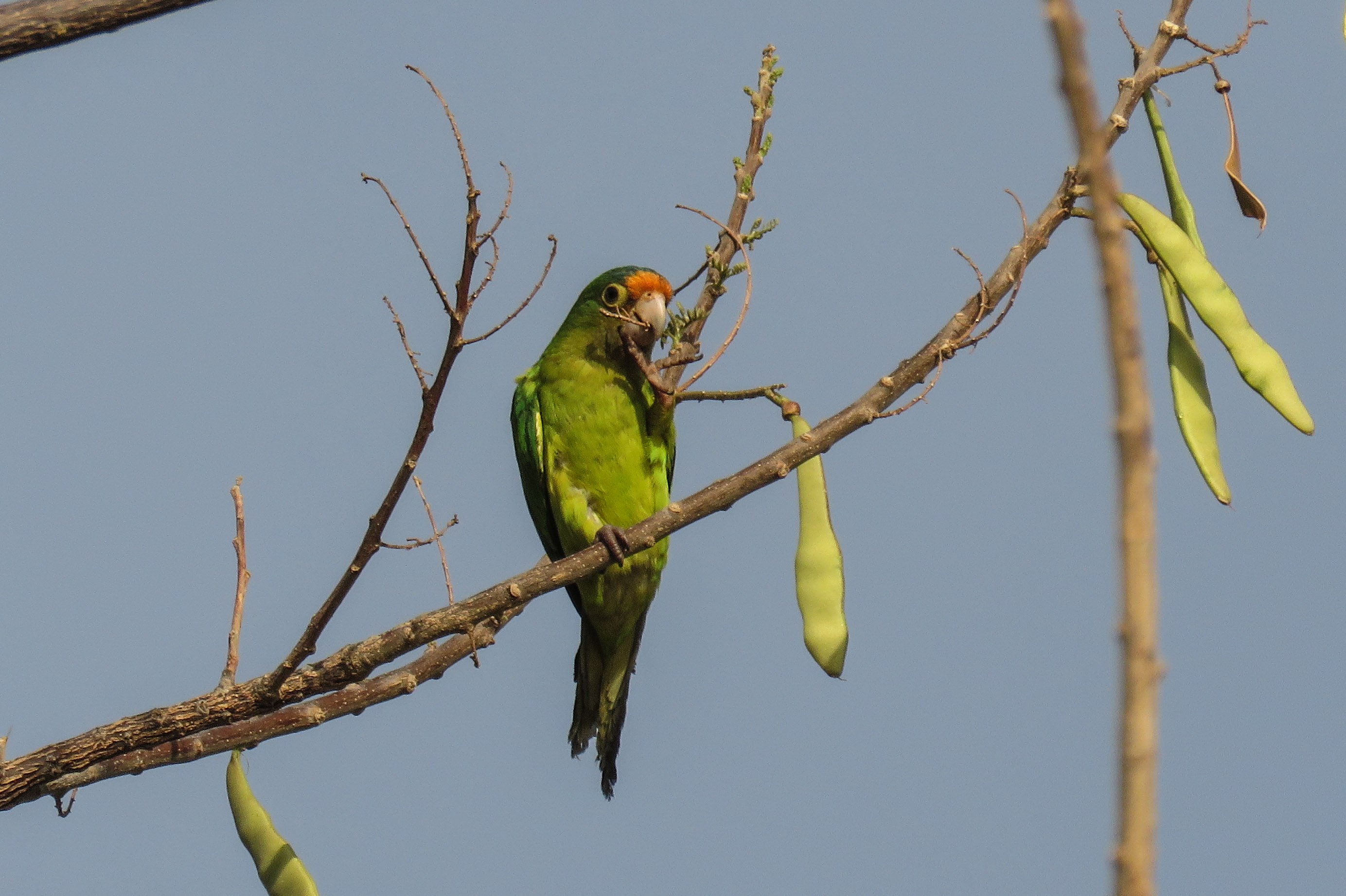 C Orange Fronted Parakeet 2 (1)