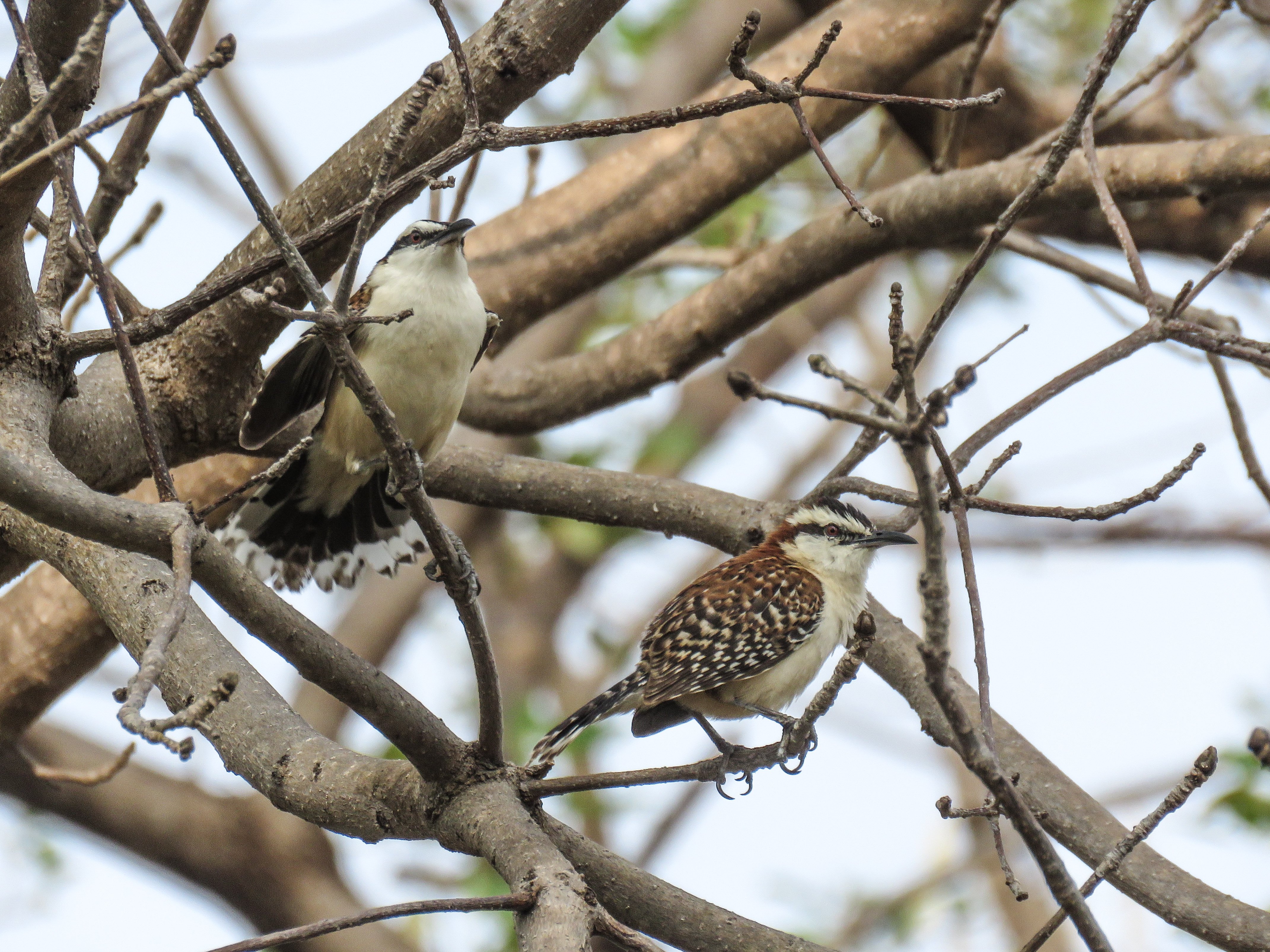 C Rufous-Naped Wren 2