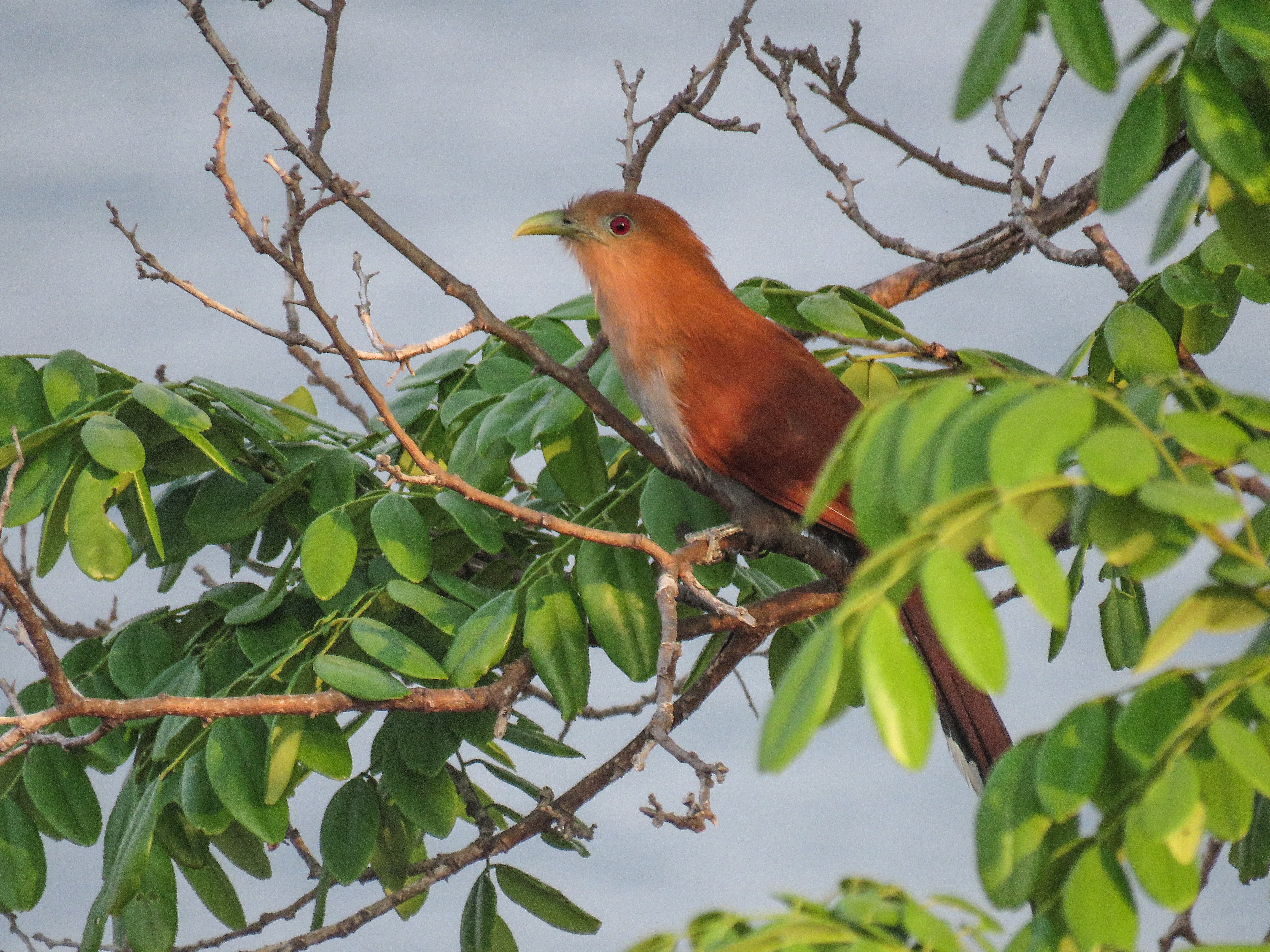 C Squirrel Cuckoo 1