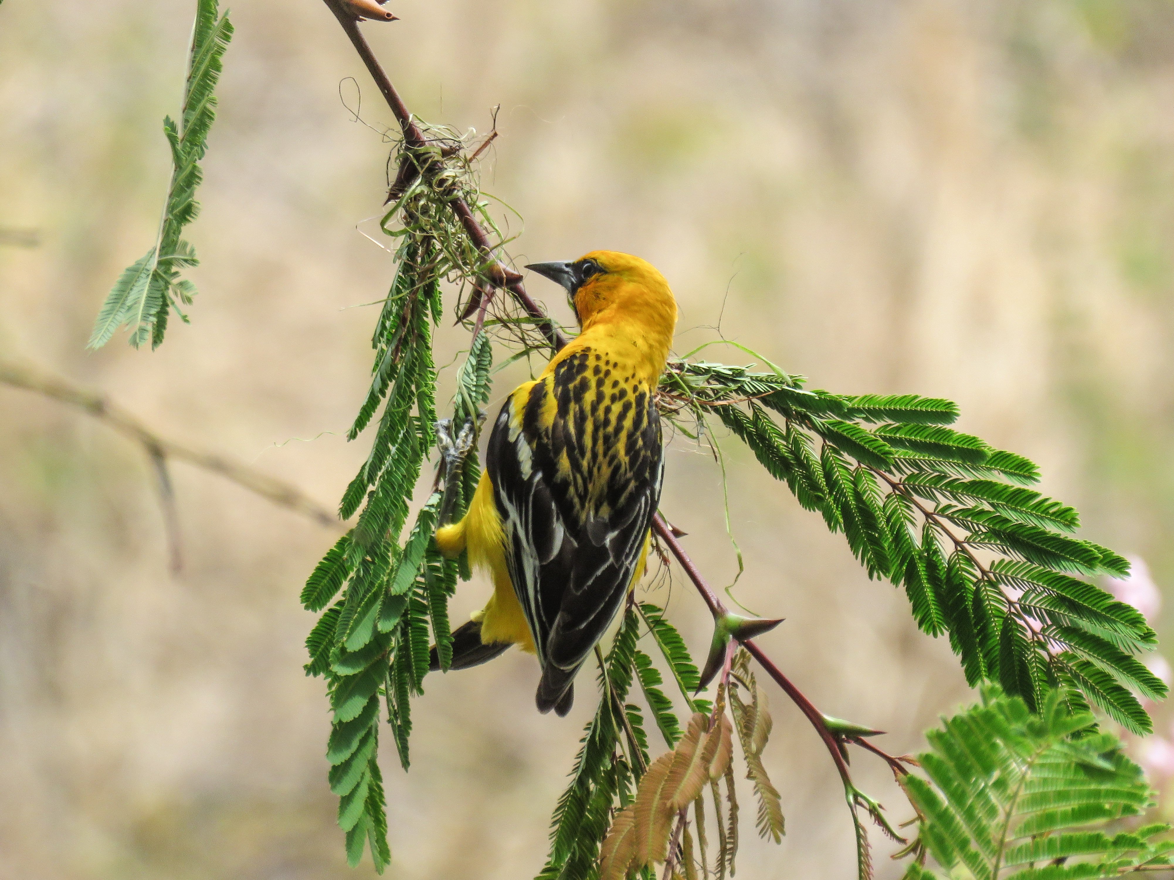 C Streak-Backed Oriole 3