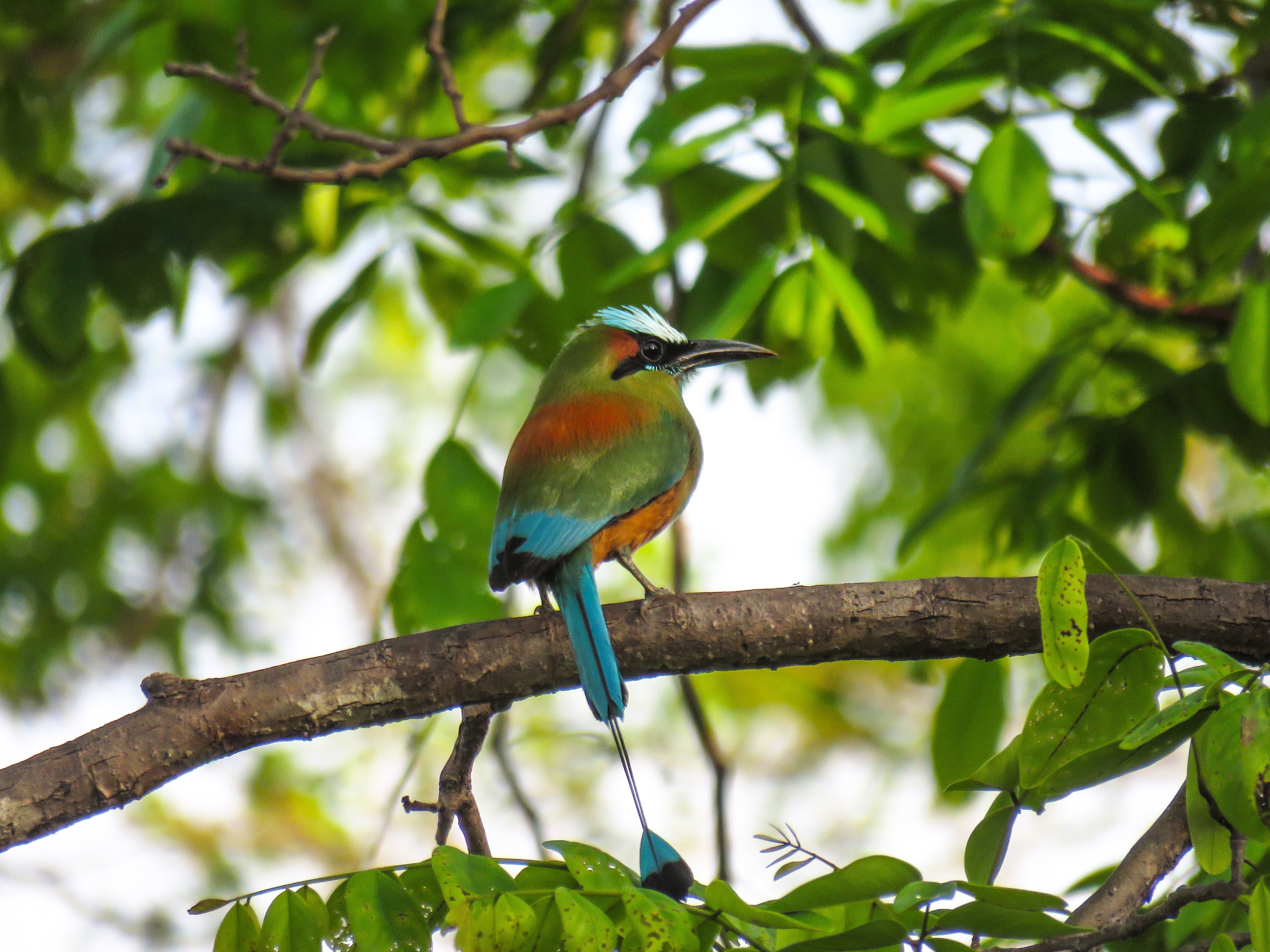 C Turquoise-Browed Mot Mot 2