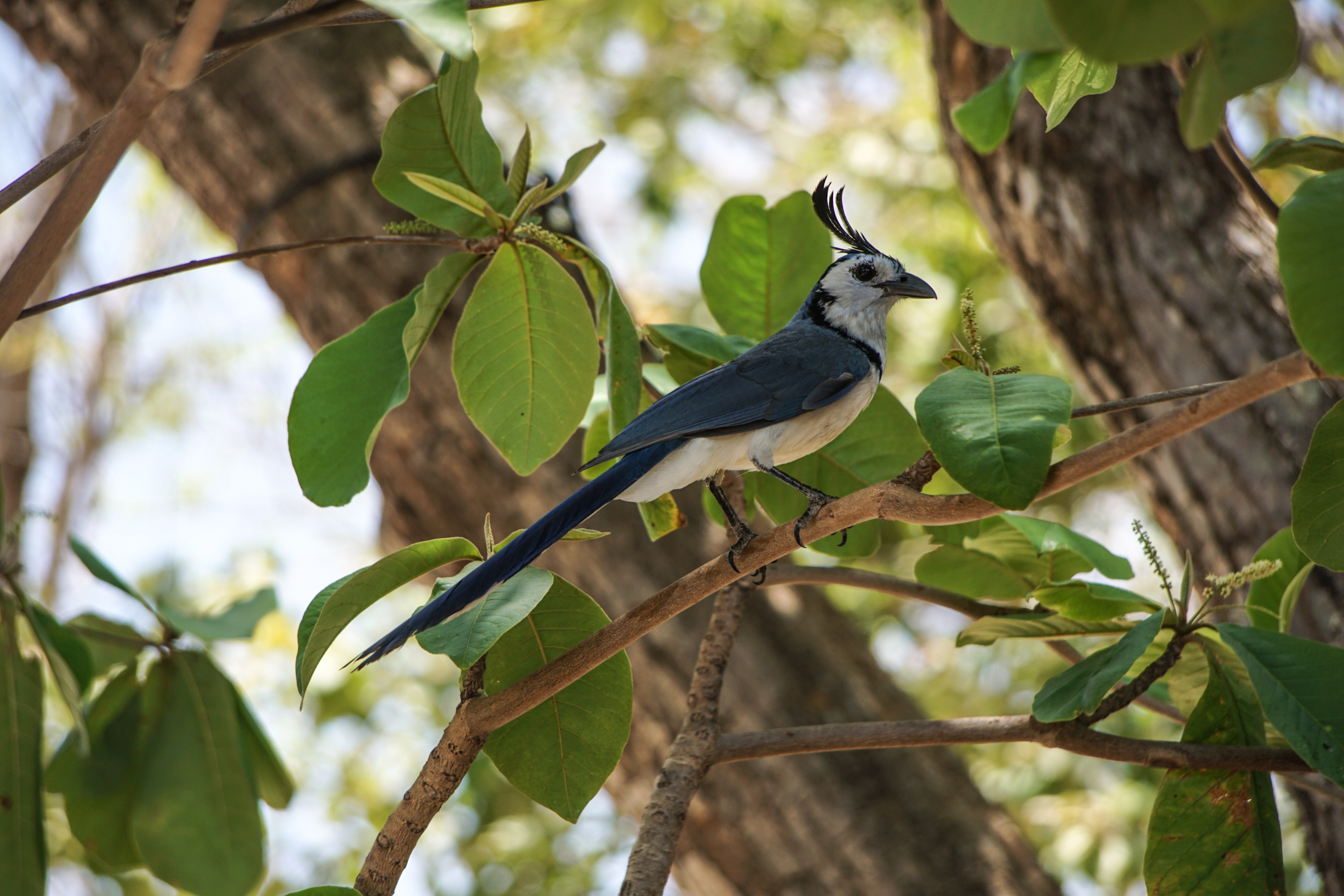 C White Throated Magpie Jay