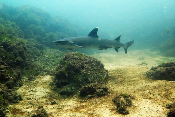 A white-tip reef shark spotted at the Catalinas Islands. These creatures are shy and graceful, and an important part of the ecosystem that ConnectOcean is looking to protect