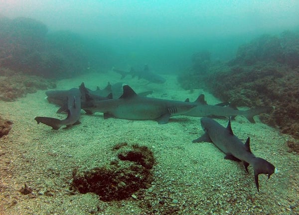 A group of whitetip reef sharks