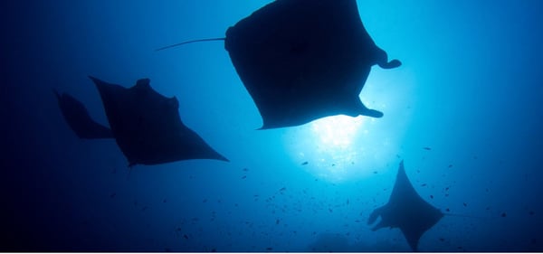 A school of oceanic giant manta rays