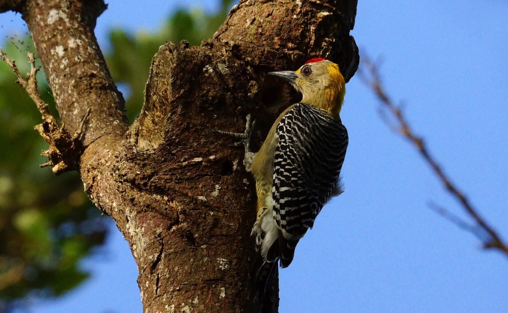Hoffmans Woodpecker