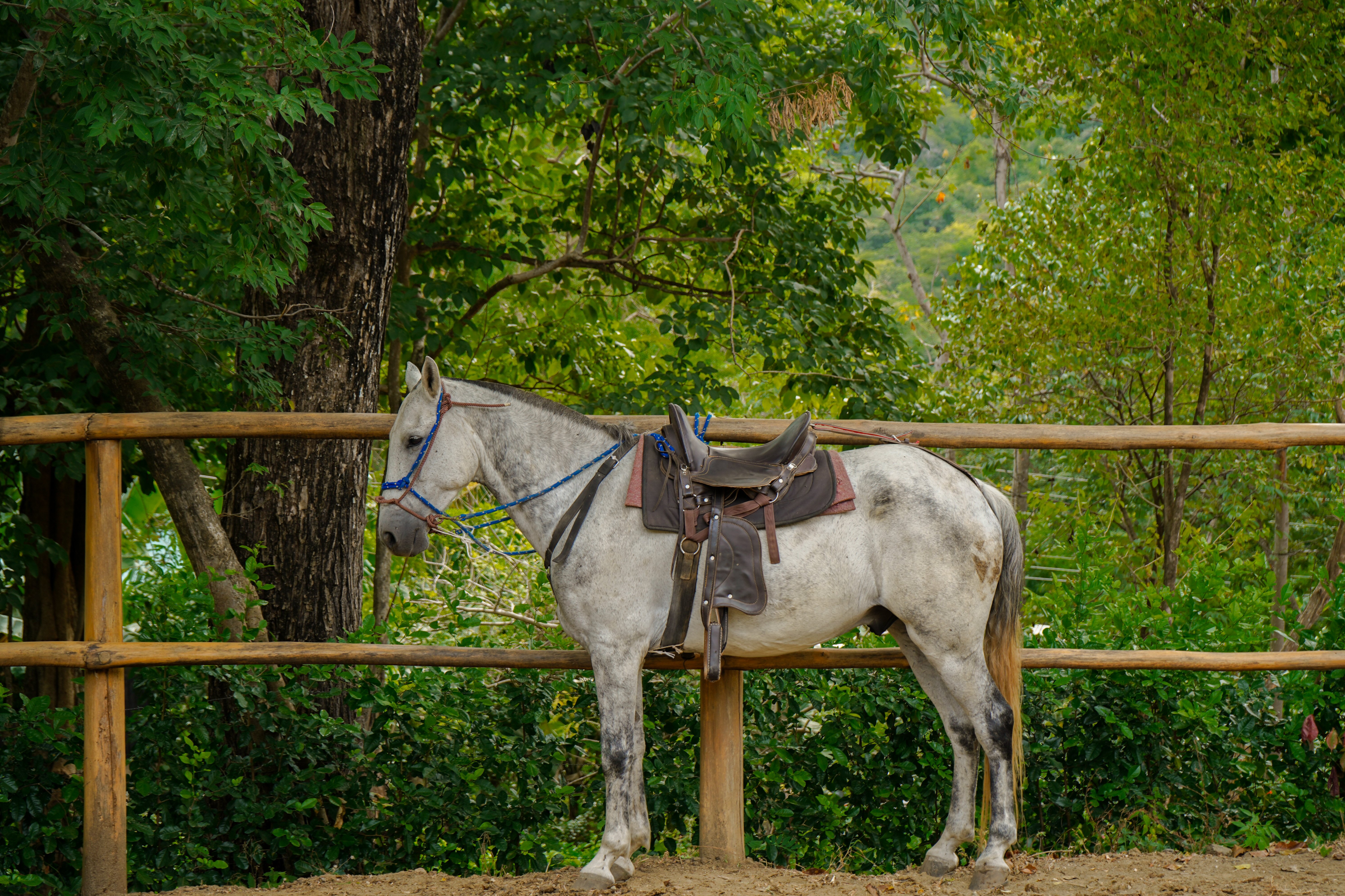 HorsebackridingLaEstanciaLasCatalinas