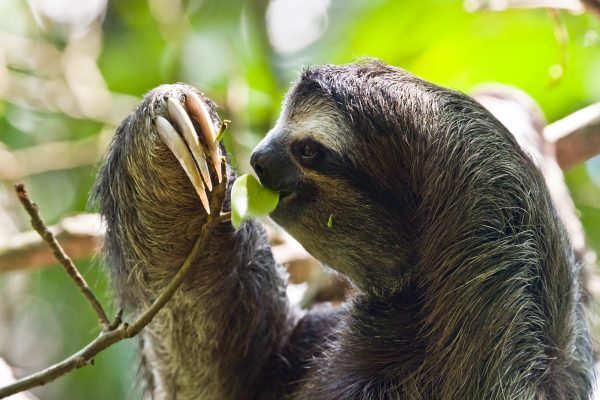 Baby Sloths, Where to See Sloths, Sloths in Costa Rica