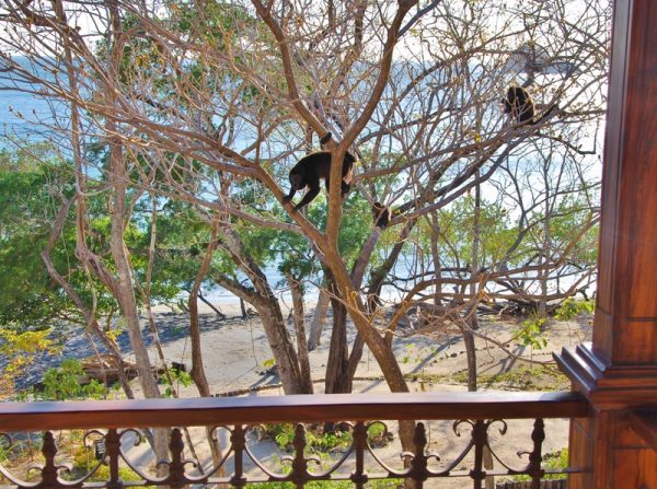 Baby Sloths, Howler Monkeys, Monkeys in Costa Rica