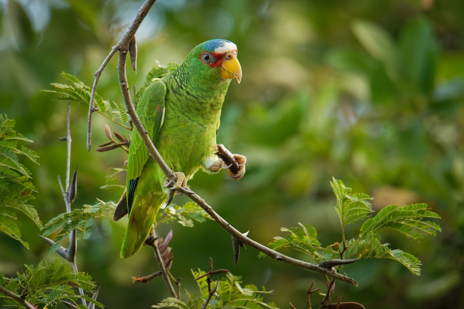 WHITE FRONTED PARROT