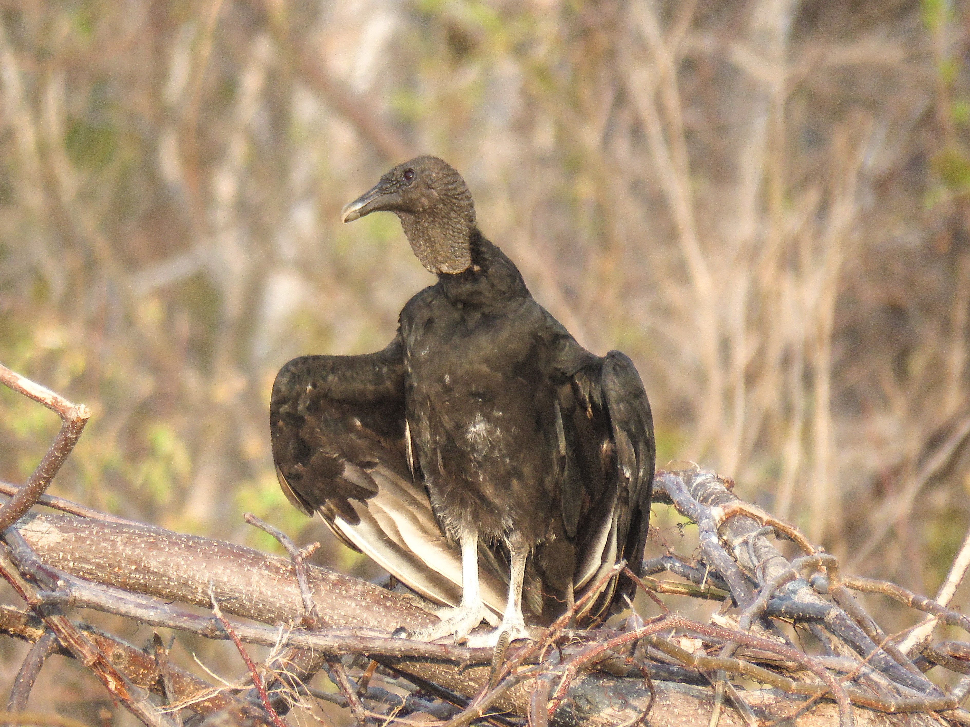 Y4-M04 Costa Rica Black Vulture 5