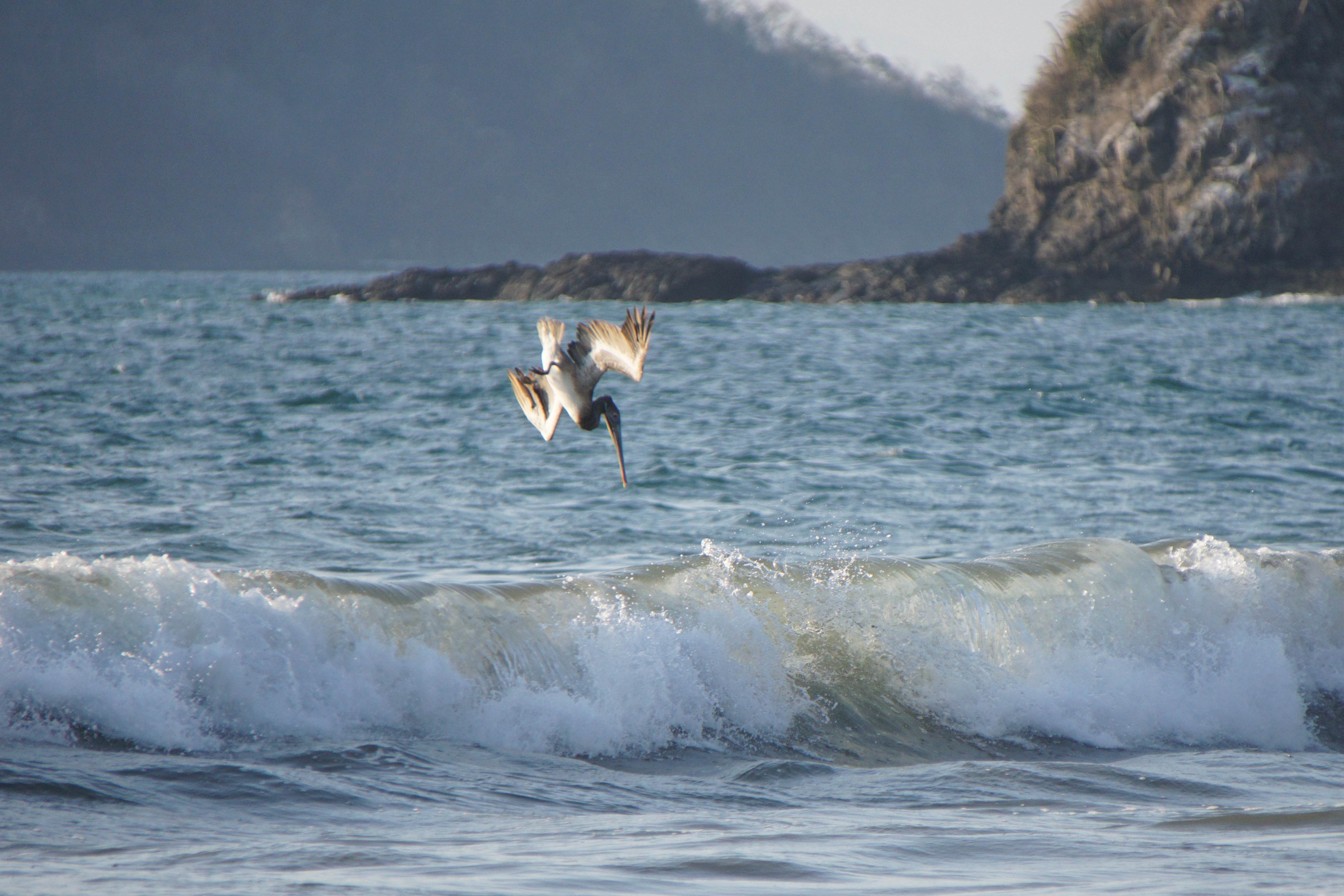 Y4-M04 Costa Rica Brown Pelican