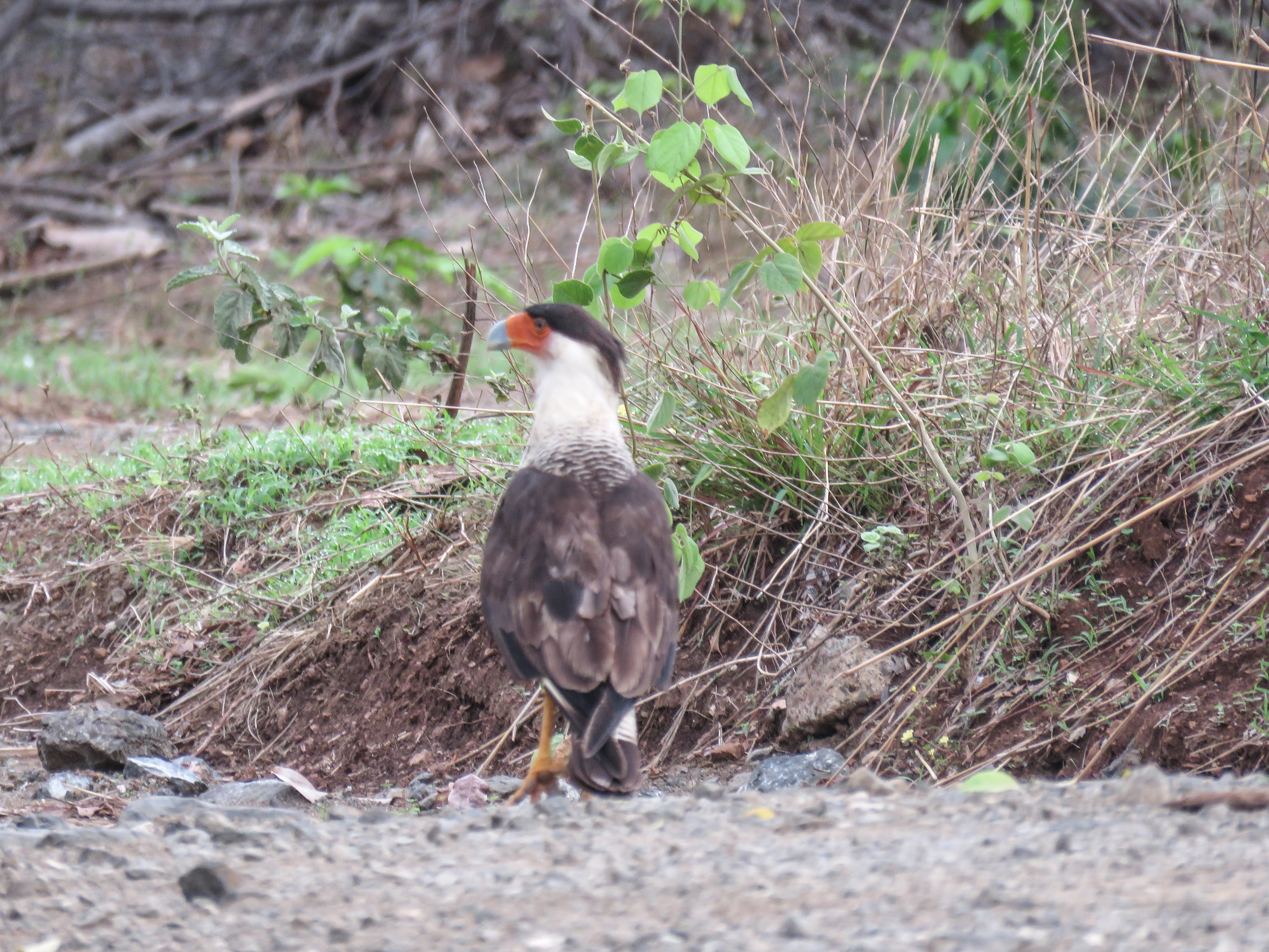 Y4-M05 Costa Rica Crested Caracara 1