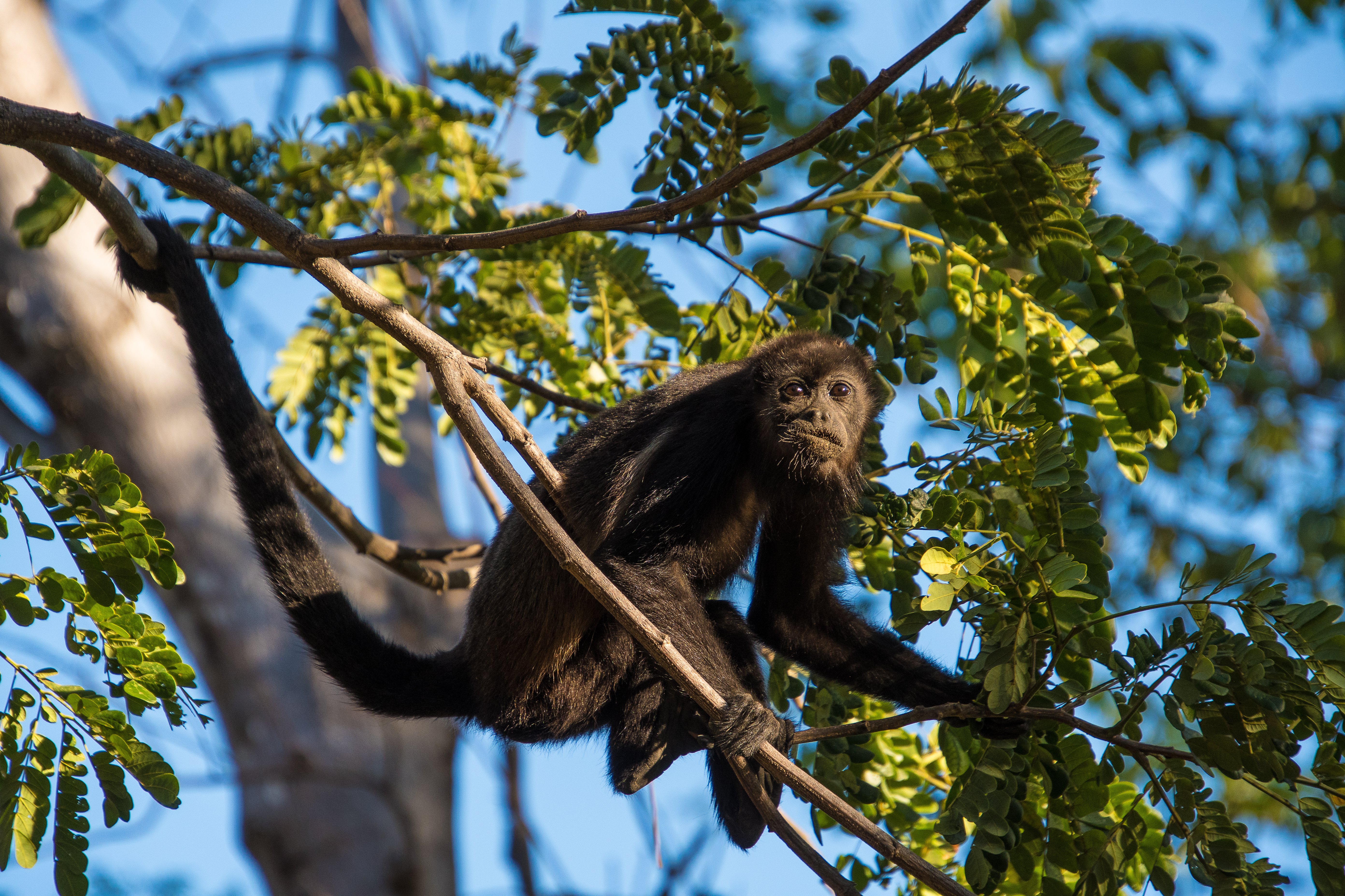las-catalinas-howler-monkey-forest. (1)