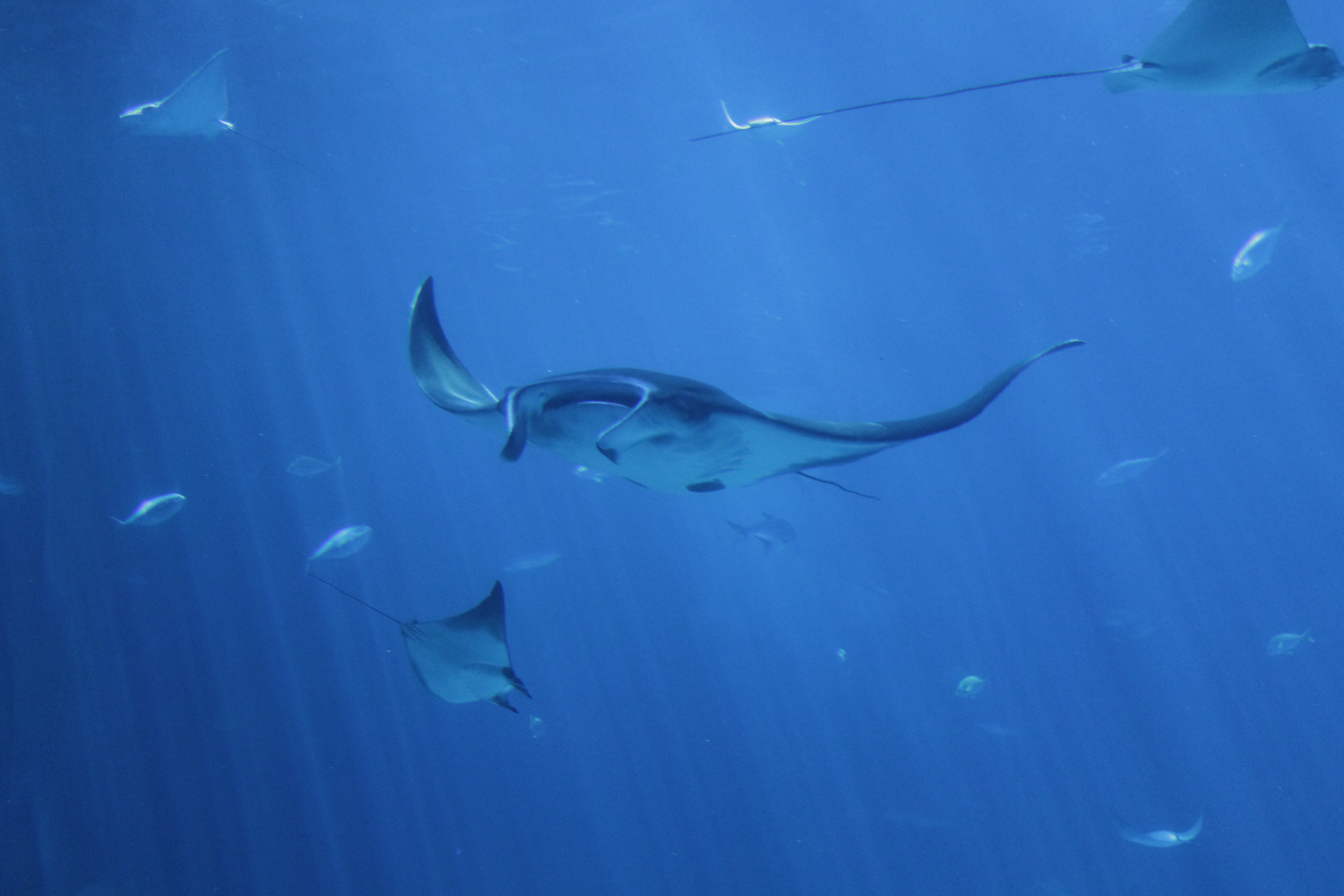 The 4 Best Ocean Expeditions in Costa Rica