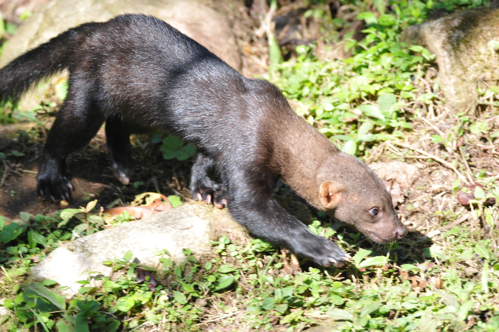 4 Costa Rican Animals to Spot during Dry Season in the Reserve