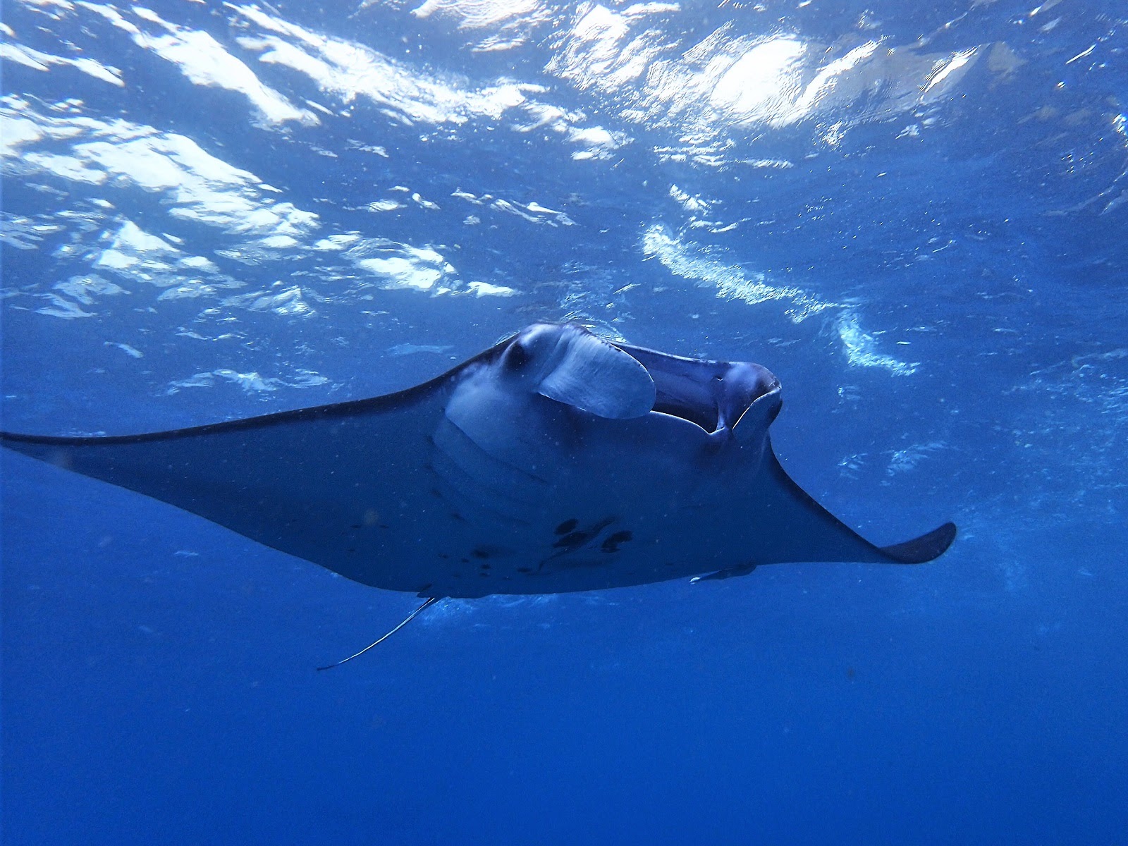 manta ray size