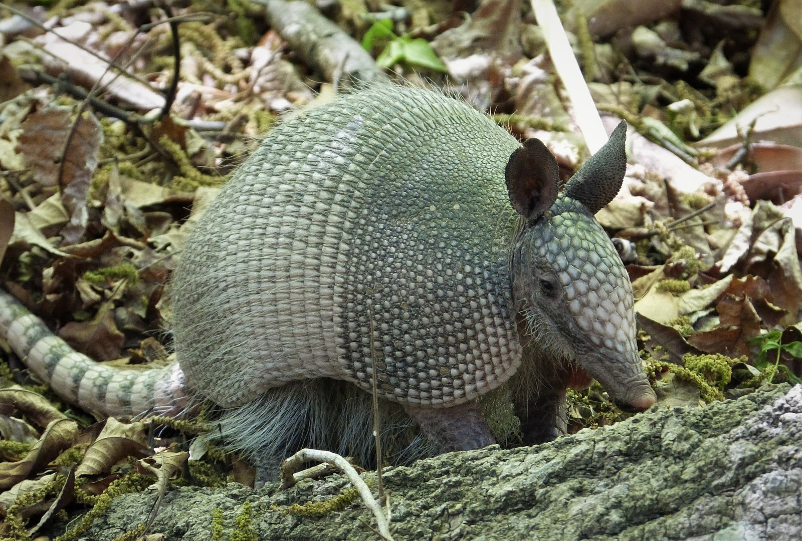 How Animals Survive Dry Season