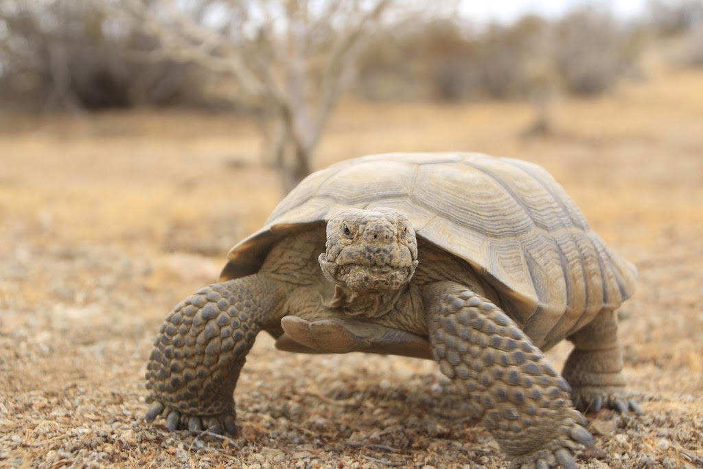 How Animals Survive Dry Season